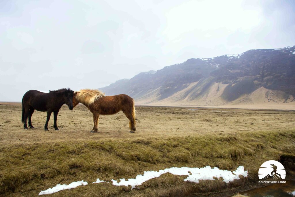 The Icelandic Ponies
