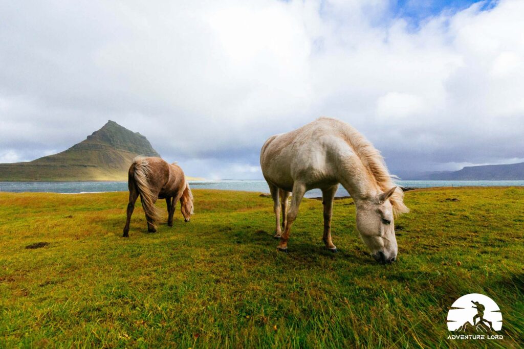 The beautiful Icelandic Horse