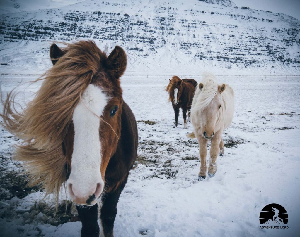 The Icelandic Horse