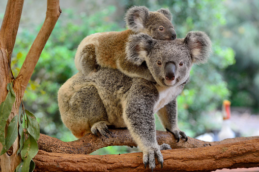 Australia wildlife image