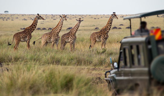 Botswana safari place