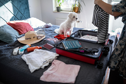 Pet accessories for travelling