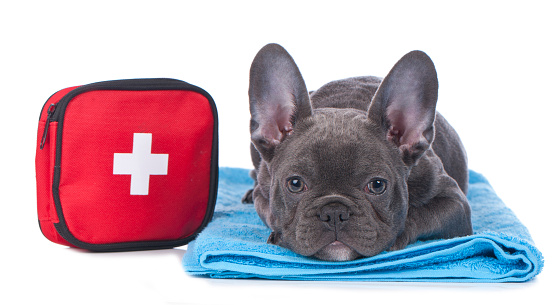 First aid kit for traveling with pet